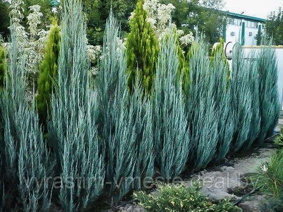 Можжевельник скальный  Блю Эрроу(Juniperus  scopulorum  'Blue  Arrow’) С7.5 В. 120-130 см