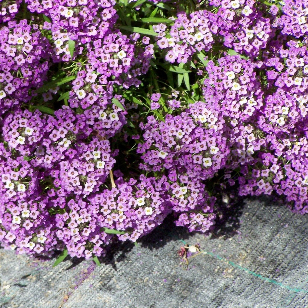Алиссум "Фиолетовая королева", (0,2гр) - фото 1 - id-p194204895