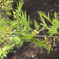 Ольха черная Империалис (Alnus glutinosa `Imperialis`) С10