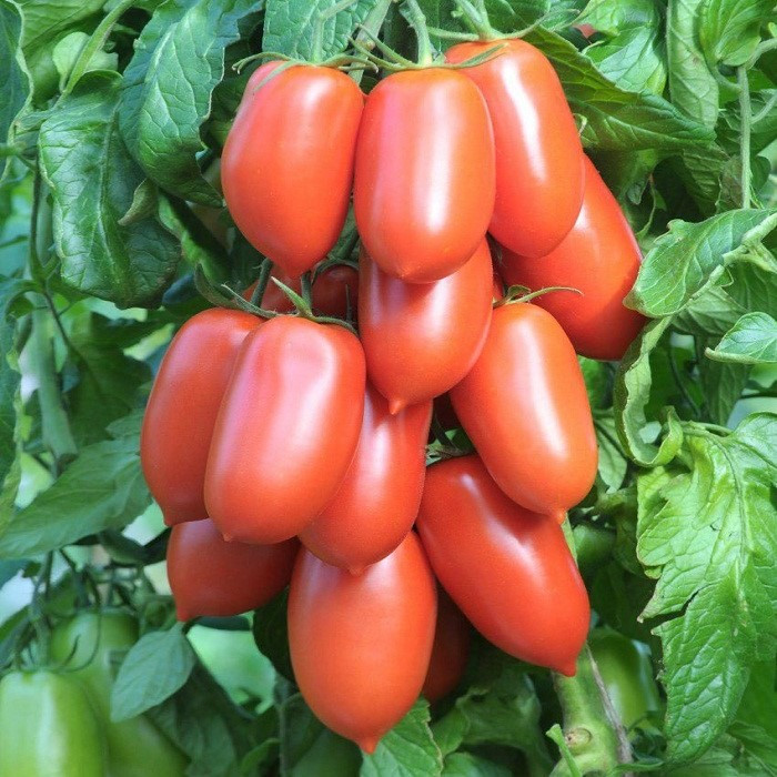 Томат "Айдар" F1 , Франция, (5 шт)