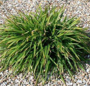 Осока береговая Вариегата (Carex riparia Variegata ) С3 - фото 1 - id-p195288153