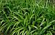Осока береговая Вариегата (Carex riparia ‘Variegata’) С3, фото 2