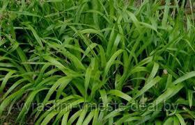 Осока береговая Вариегата (Carex riparia Variegata ) С5 - фото 2 - id-p195288177