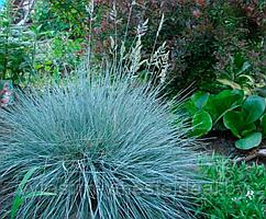 Oвсяница сизая  (Festuca glauca) С3