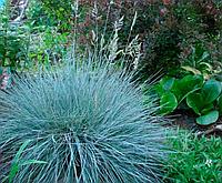 Oвсяница сизая (Festuca glauca) С5