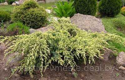Можжевельник чешуйчатый Голд Тип (Juniperus squamata Gold Tip), С3, диам: 20-30см - фото 2 - id-p49146875