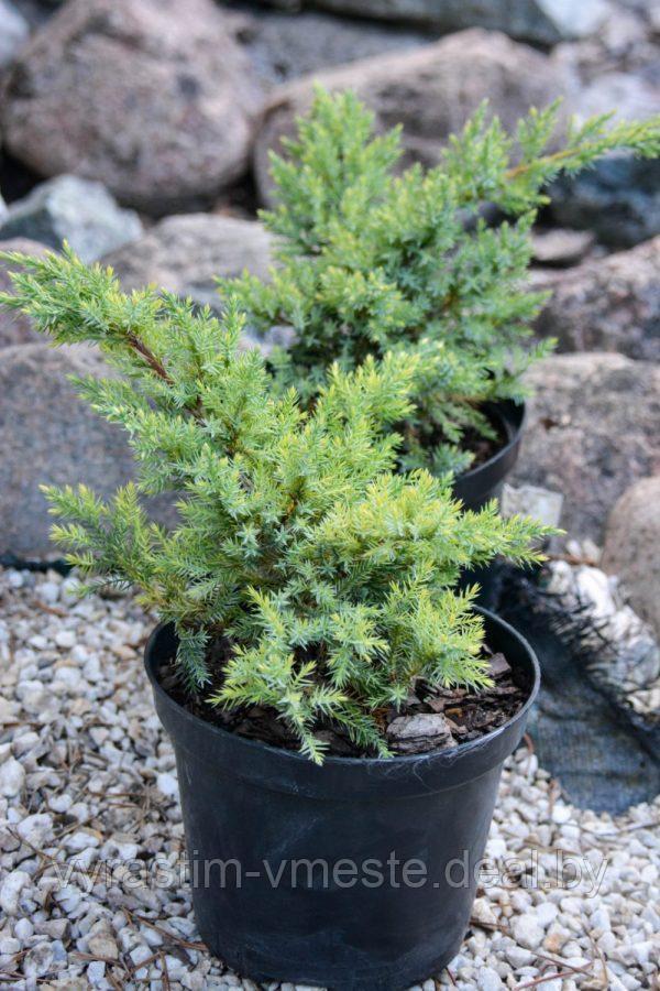 Можжевельник чешуйчатый Голд Тип (Juniperus squamata Gold Tip), С3, диам: 20-30см
