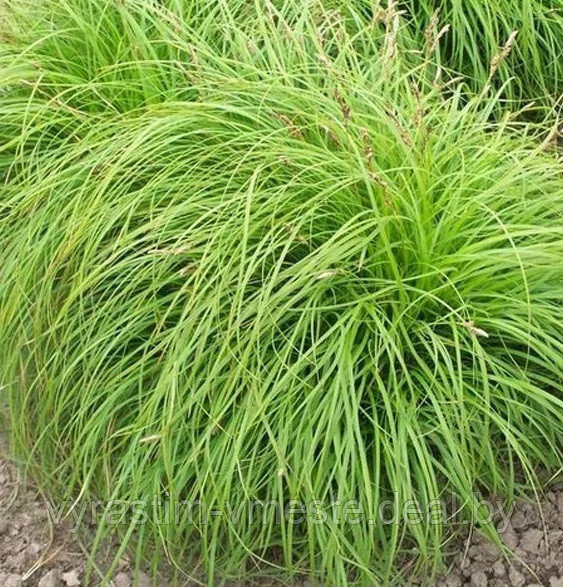 Осока (Carex) С10 - фото 1 - id-p195297693