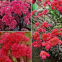 Очиток (Sedum `Red`) Р9