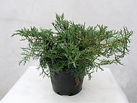 Можжевельник виргинский Грей Оул (Juniperus sabina Tamariscifolia ), С7,5, выс:60-90см