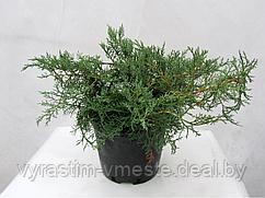 Можжевельник виргинский Грей Оул (Juniperus sabina ‘Tamariscifolia’), С7,5, выс:60-90см