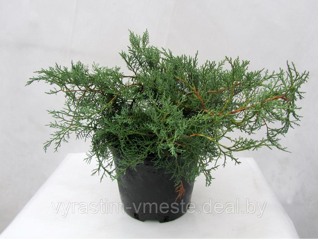 Можжевельник виргинский Грей Оул (Juniperus sabina Tamariscifolia ), С7,5, выс:60-90см - фото 1 - id-p195321888