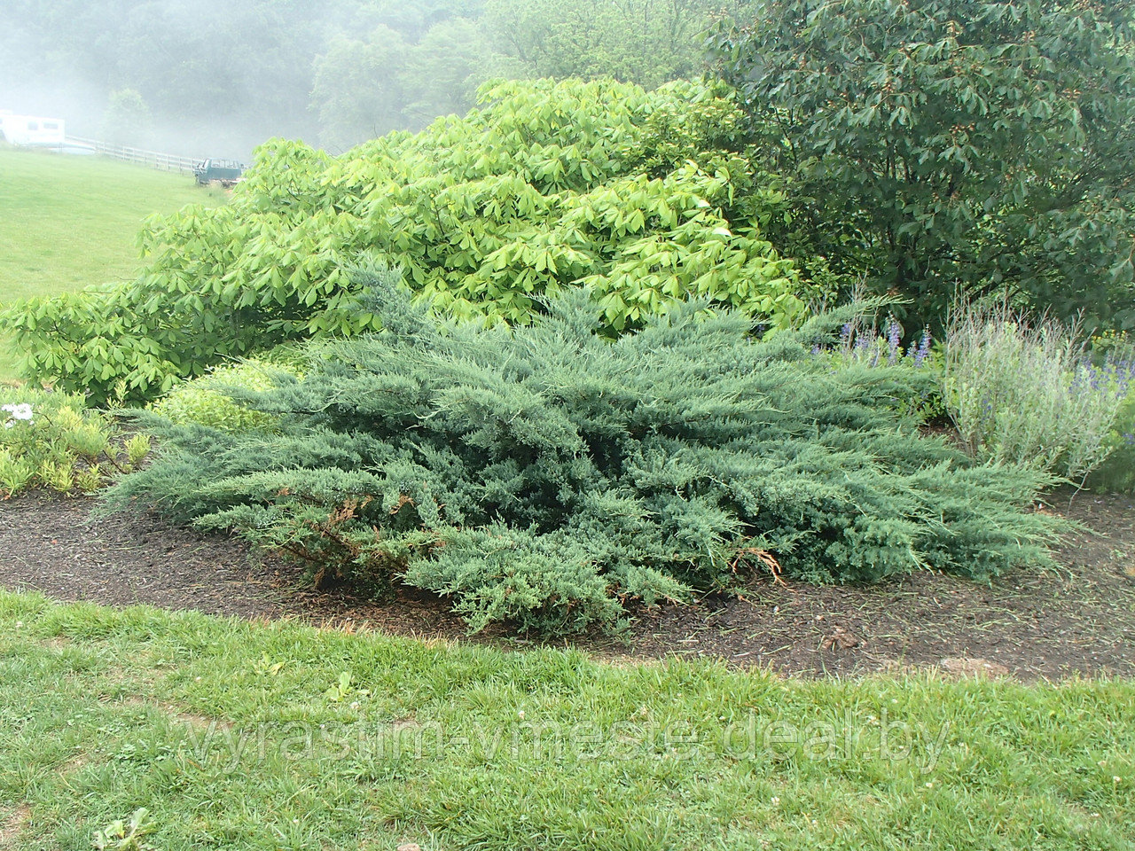 Можжевельник виргинский Грей Оул (Juniperus sabina Tamariscifolia ), С7,5, выс:60-90см - фото 2 - id-p195321888