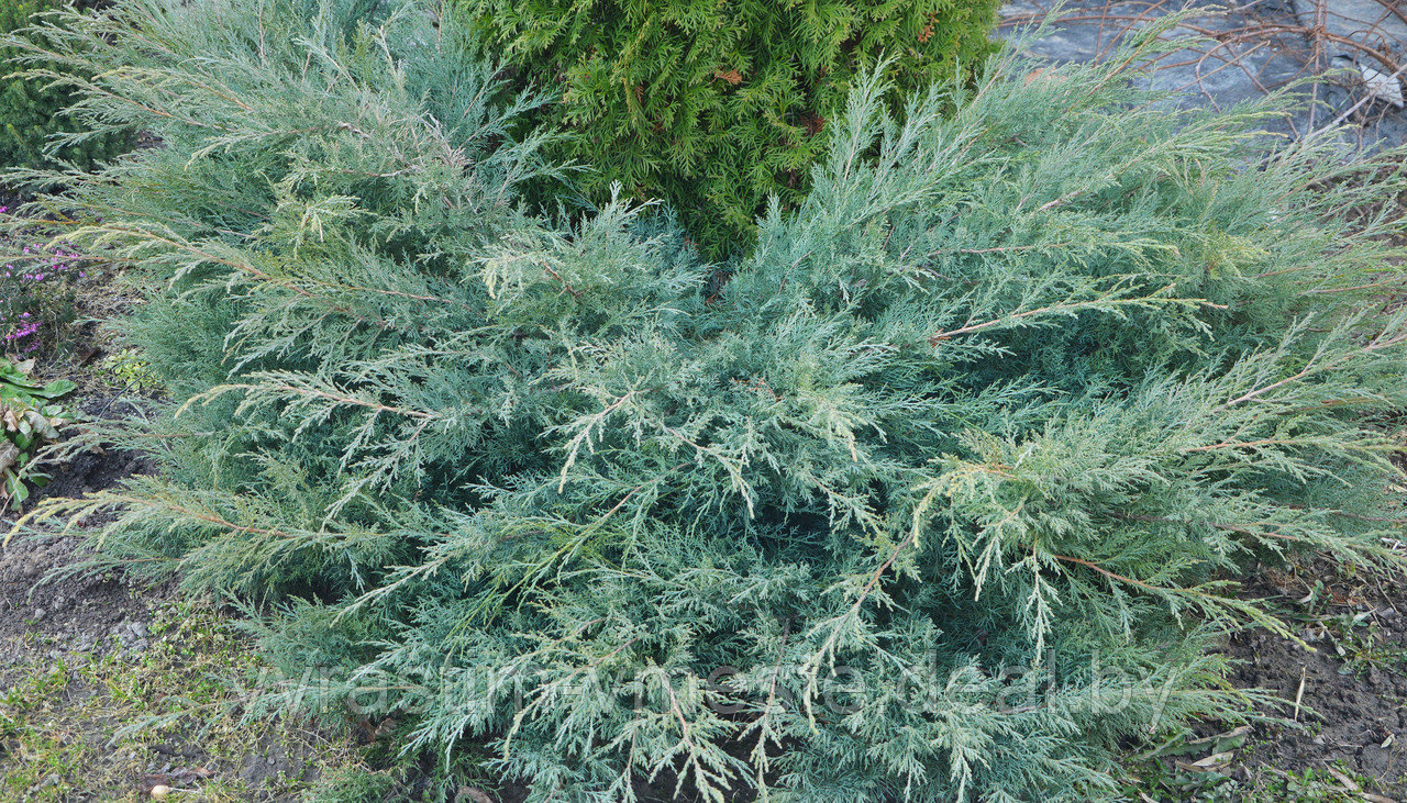 Можжевельник виргинский Грей Оул (Juniperus sabina Tamariscifolia ), С7,5, выс:60-90см - фото 3 - id-p195321888