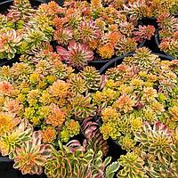 Седум, или очиток (Sedum) С2