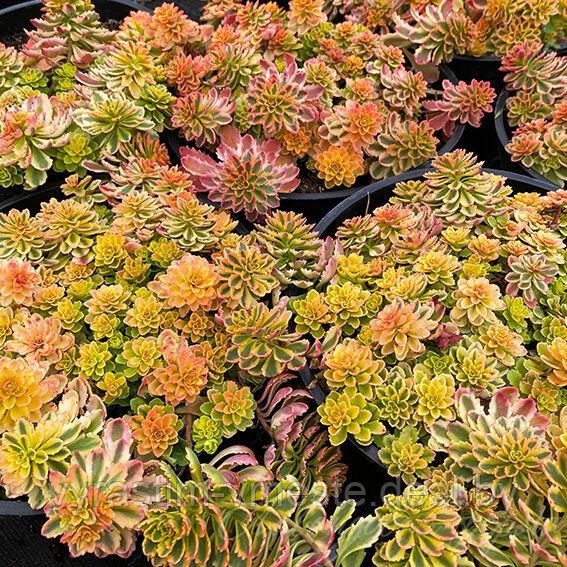 Седум, или очиток (Sedum) С2 - фото 1 - id-p195326973