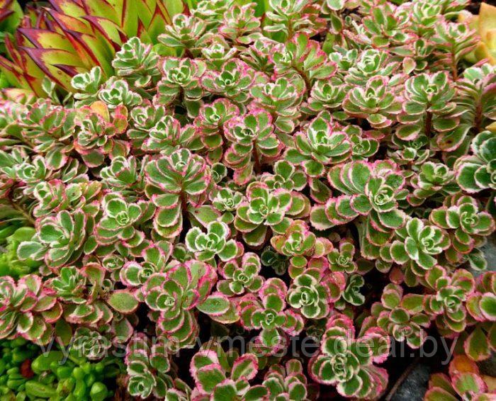 Седум, или очиток (Sedum) С2 - фото 3 - id-p195326973