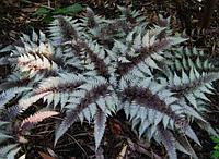 Папоротник качедыжник Ред Бьюти (Athyrium nipponicum 'Red Beauty') С5