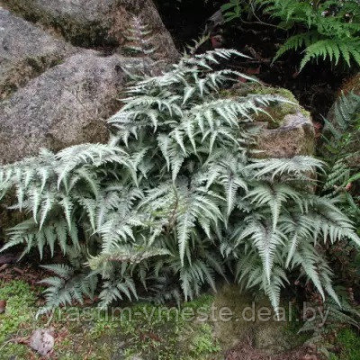 Папоротник качедыжник Металликум (Athyrium nipponicum 'Metallicum') С5 - фото 1 - id-p195326995