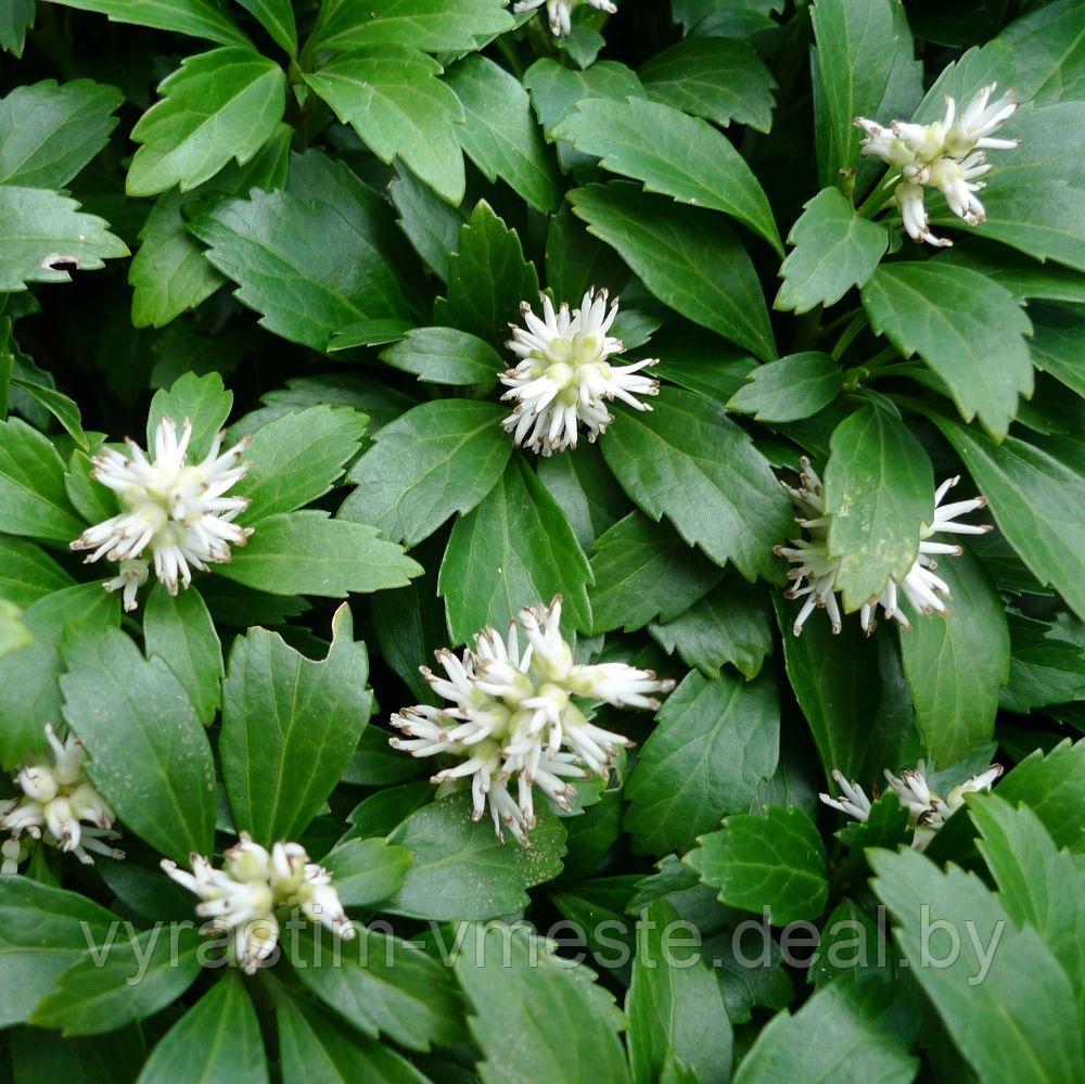 Пахисандра верхушечная Грин Карпет (Pachysandra terminalis `Green Carpet`) С2 - фото 3 - id-p195341103