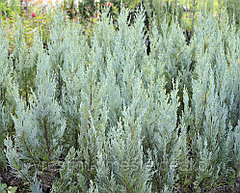 Можжевельник скальный Мунглоу (Juniperus scopulorum «Moonglow»), С3, выс:60-70см