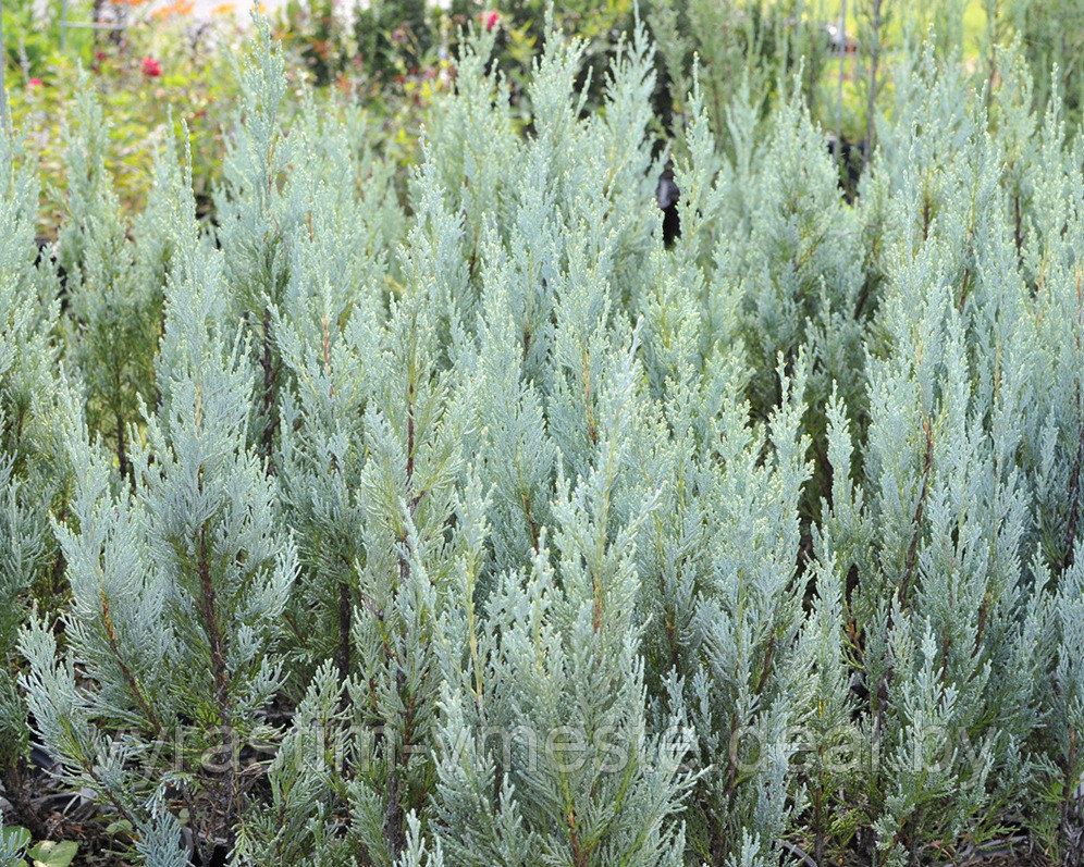 Можжевельник скальный Мунглоу (Juniperus scopulorum «Moonglow»), С3, выс:60-70см - фото 1 - id-p49138935