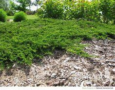 Можжевельник горизонтальный Принц Уэльский (Juniperus horizontalis Prince of Wales ), С7,5, диам:40-65см - фото 2 - id-p195369809