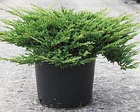 Можжевельник горизонтальный Принц Уэльский (Juniperus horizontalis Prince of Wales ), С7,5, диам:40-65см