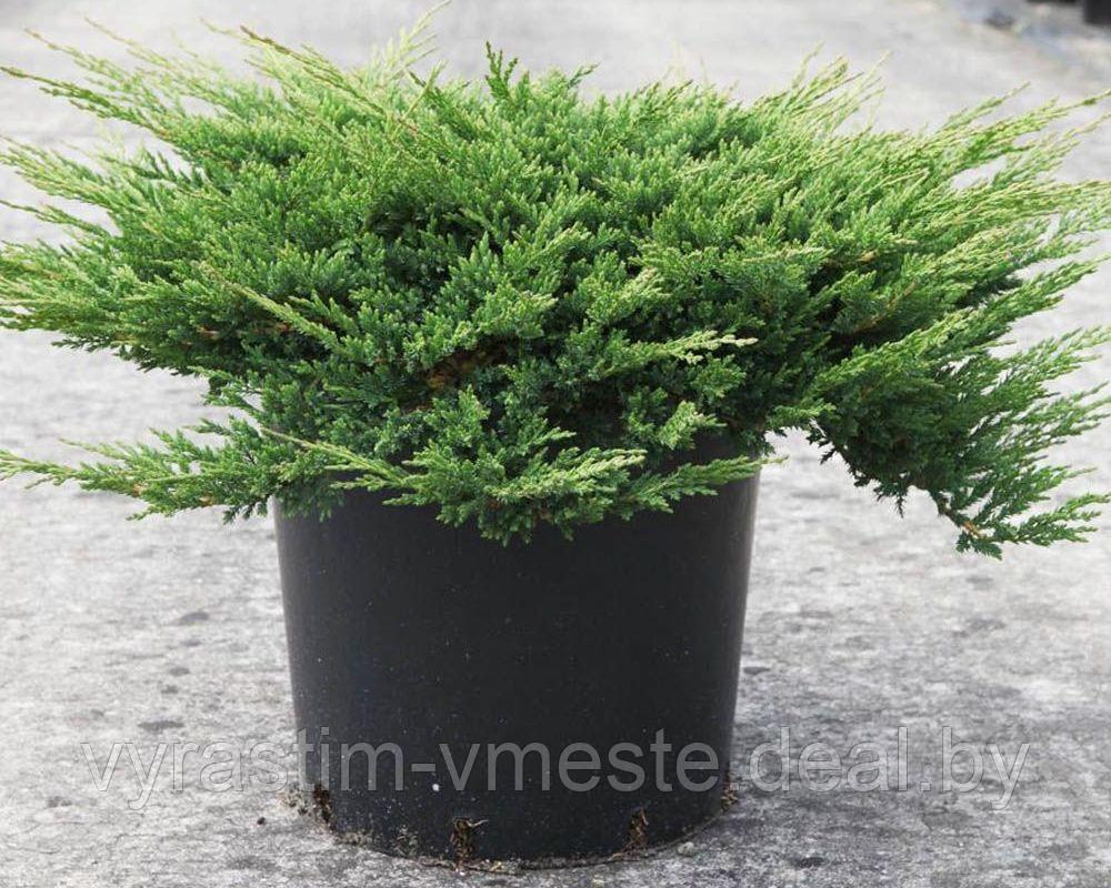 Можжевельник горизонтальный Принц Уэльский (Juniperus horizontalis Prince of Wales ), С7,5, диам:40-65см - фото 1 - id-p195369809