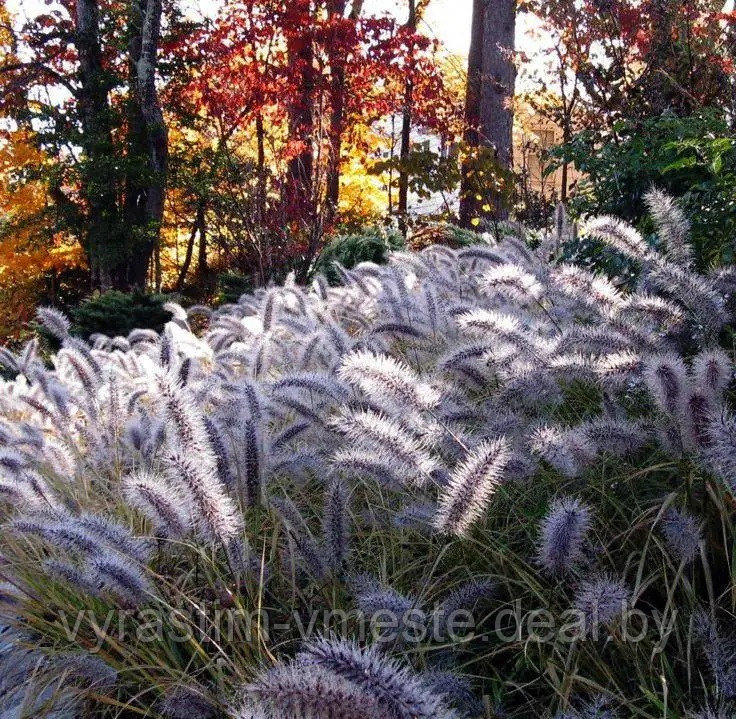 Пеннисетум лисохвостовый Маудри (Pennisetum-alopecuroides Moudry) С3 - фото 1 - id-p195370358