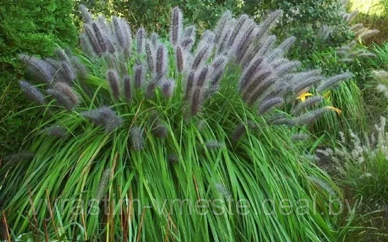 Пеннисетум лисохвостовый Маудри (Pennisetum-alopecuroides Moudry) С3 - фото 2 - id-p195370358