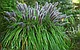 Пеннисетум лисохвостовый Маудри (Pennisetum-alopecuroides Moudry) С3, фото 2