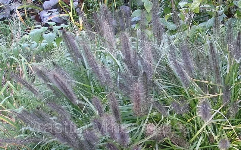 Пеннисетум лисохвостовый Маудри (Pennisetum-alopecuroides Moudry) С3 - фото 3 - id-p195370358