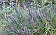 Пеннисетум лисохвостовый Маудри (Pennisetum-alopecuroides Moudry) С3, фото 3