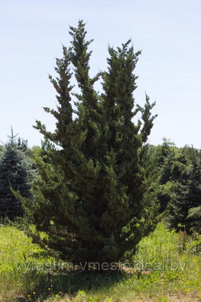 Можжевельник китайский Робуста Грин (Juniperus chinensis Robusta Green ), С3, выс:40-50см - фото 2 - id-p195476147