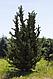 Можжевельник китайский Робуста Грин  (Juniperus chinensis  ‘Robusta Green’), С3, выс:40-50см, фото 2
