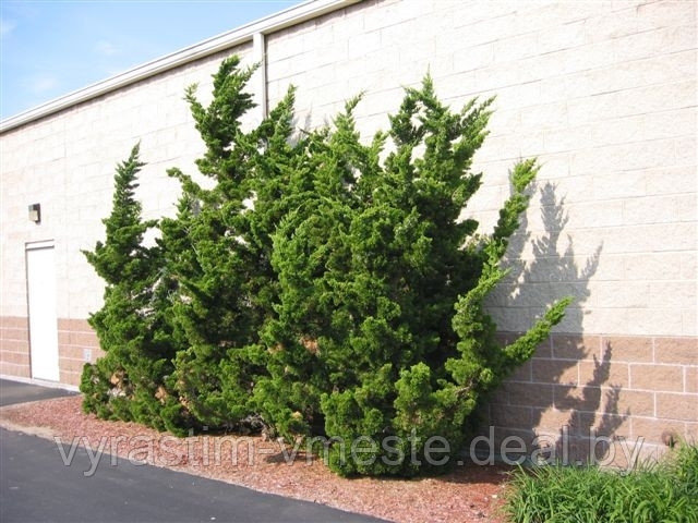 Можжевельник китайский Робуста Грин  (Juniperus chinensis  ‘Robusta Green’), С3, выс:40-50см