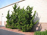 Можжевельник китайский Робуста Грин (Juniperus chinensis Robusta Green ), С3, выс:40-50см