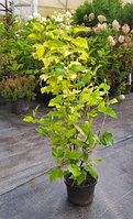 Пузыреплодник калинолистный Лютеус (Physocarpus opulifolius 'Luteus')