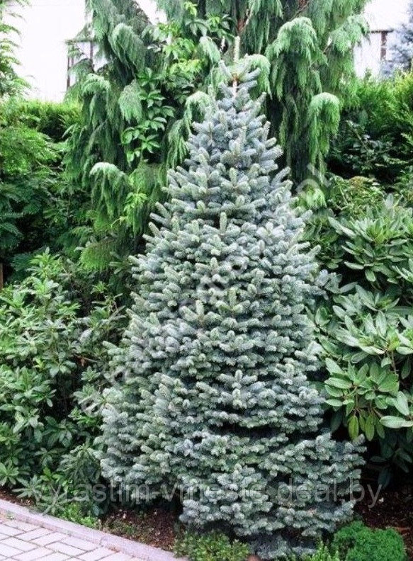 Пихта горная Компакта (Abies lasiocarpa 'Compacta') С2, выс. 40 см