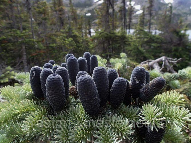 Пихта горная Компакта (Abies lasiocarpa 'Compacta') С2, выс. 40 см - фото 2 - id-p14711020