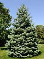 Пихта одноцветная Конколор (Picea concolor) С3, выс. 60 см