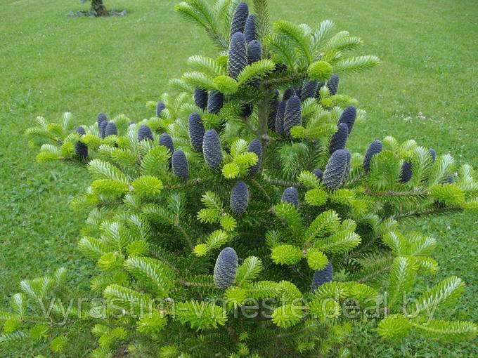 Пихта Корейская (Abies Koreana) С5, выс. 40-50 см - фото 3 - id-p5821624