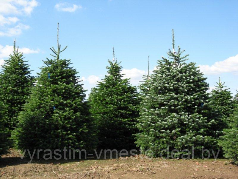 Пихта Нордмана, кавказская (Abies normanniana) С35, выс. 110-115 см - фото 1 - id-p195491499