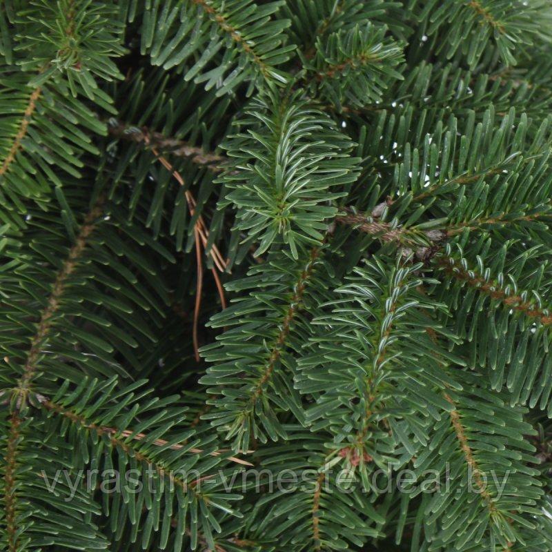 Пихта Нордмана, кавказская (Abies normanniana) С35, выс. 110-115 см - фото 4 - id-p195491499