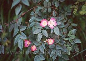 Роза сизая (Rósa gláuca) C3 - фото 3 - id-p195511856