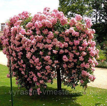 Роза штамб (Rósa) C5 - фото 3 - id-p195512051