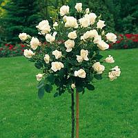 Роза штамб (Rósa) C5