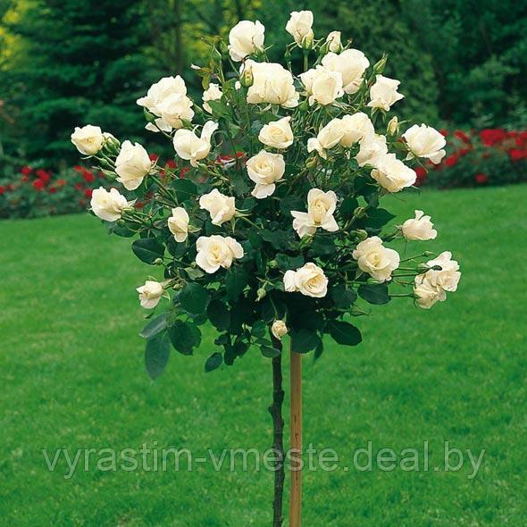 Роза штамб (Rósa) C5 - фото 1 - id-p195512051