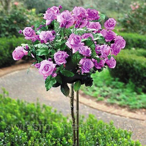 Роза штамб (Rósa) C5 - фото 2 - id-p195512051